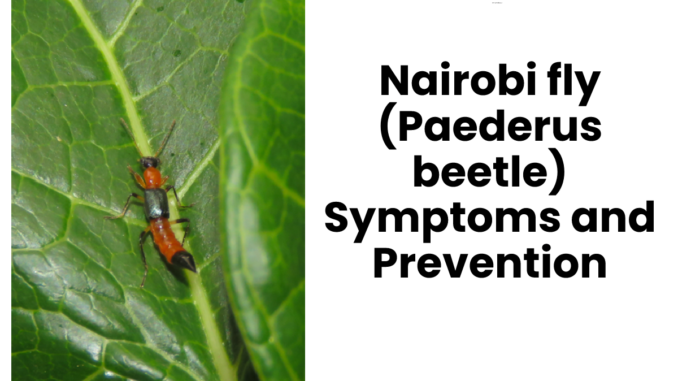Nairobi fly (Paederus beetle) Symptoms and Prevention
